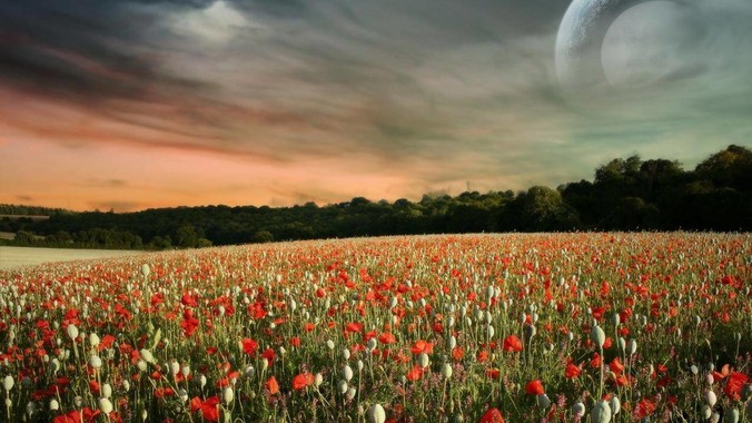 Rust、Go、Zig、Dart、C3、C++、C，仓颉、moonbit、凹语言哪个语言更有未来？